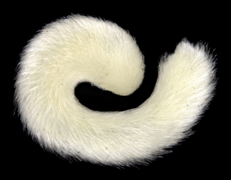 Amboherpia heterotecta Amboherpia heterotecta