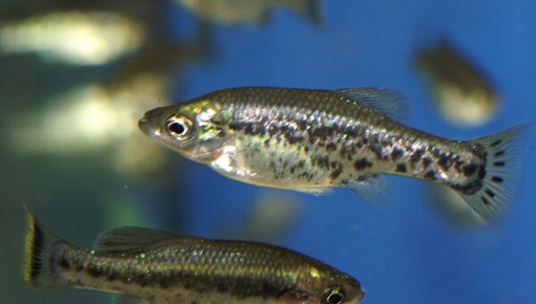 Ameca Splendens (Ameca splendens) |commons:File:Ameca splendens.jpg