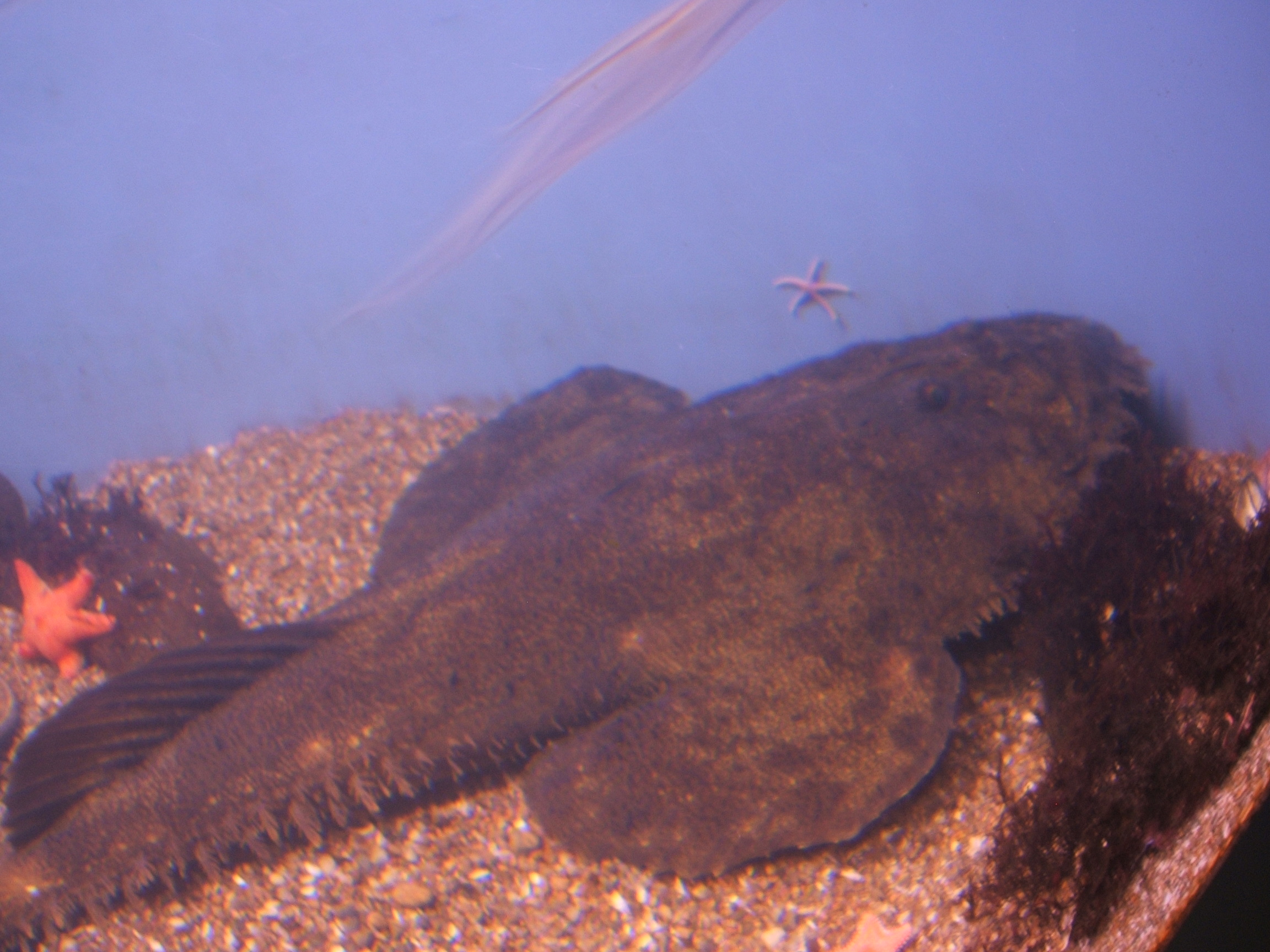 American Angler (Lophius americanus) |commons:File:Lophius-americanus-aquarium.jpg
