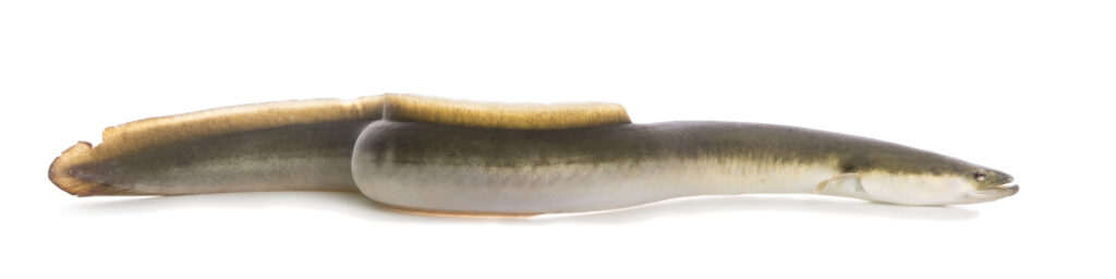 American Eel (Anguilla rostrata) |commons:File:American Eel (Anguilla rostrata) - white background.jpg