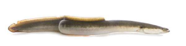 American Eel (Anguilla rostrata) |commons:File:American Eel (Anguilla rostrata) - white background.jpg