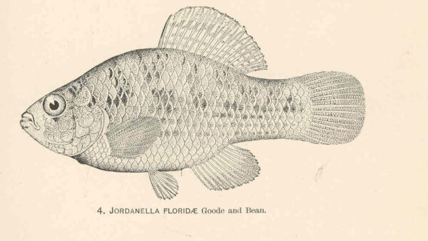 American Flagfish (Jordanella floridae) |commons:File:FMIB 37953 Jordanella floridae Goode and Bean.jpeg