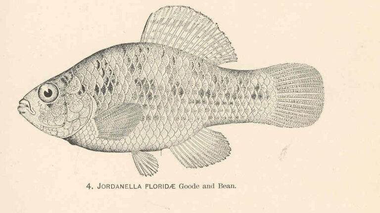 American Flagfish (Jordanella floridae) |commons:File:FMIB 37953 Jordanella floridae Goode and Bean.jpeg