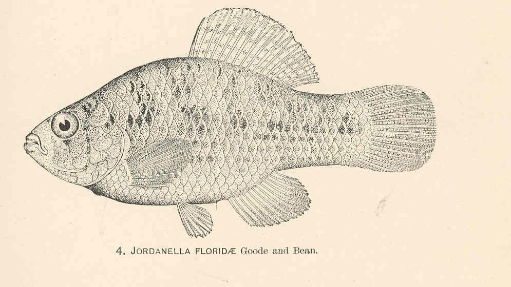 American Flagfish (Jordanella floridae) |commons:File:FMIB 37953 Jordanella floridae Goode and Bean.jpeg