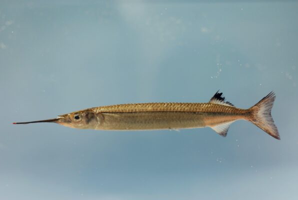 American Halfbeak (Hyporhamphus meeki) |commons:File:Hyporhamphus meeki.jpg