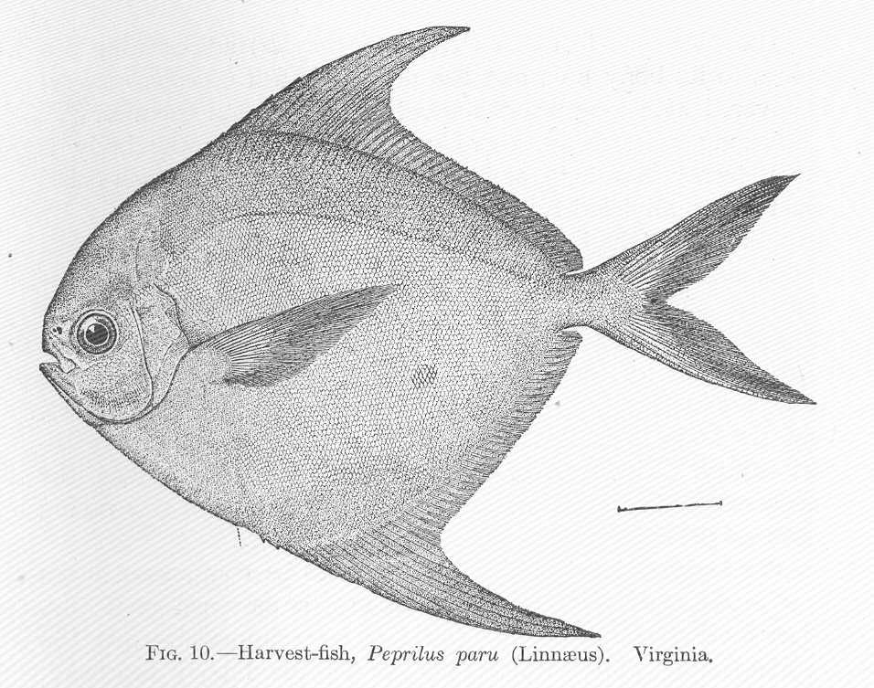American Harvestfish (Peprilus paru) |commons:File:FMIB 51546 Harvest-fish, Peprilus paru (Linnaeus) Virginia.jpeg