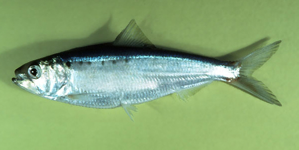 American Shad (Alosa sapidissima) |commons:File:Alosa sapidissima.jpg