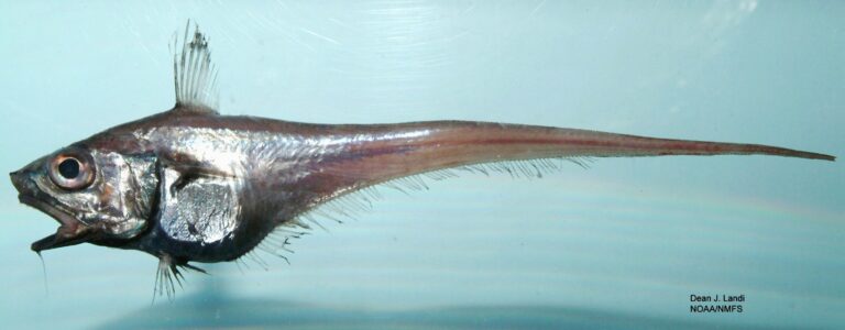 American Straptail Grenedier (Malacocephalus occidentalis) |commons:File:Western softhead grenadier (Malacocephalus occidentalis).jpg