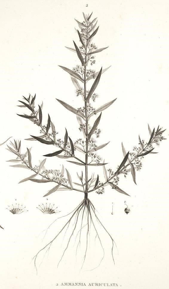 Ammannia Auriculata (Ammannia auriculata) |commons:File:Ammannia auriculata.jpg