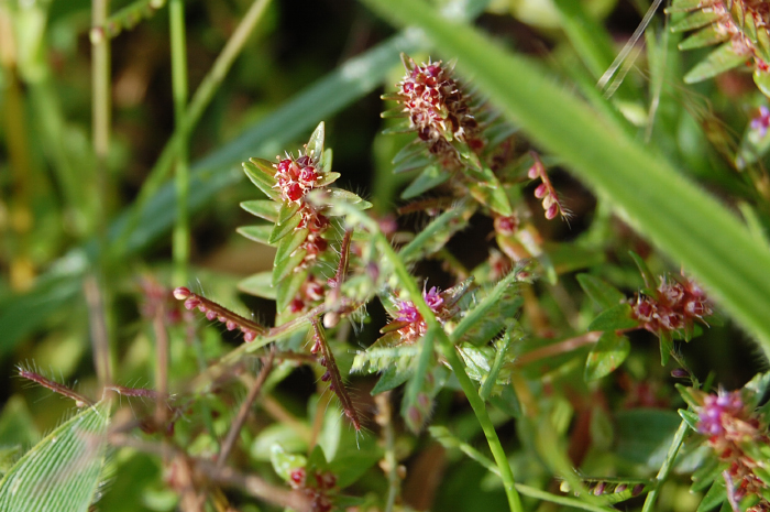 Ammannia Baccifera (Ammannia baccifera) |commons:File:Ammannia baccifera - Blistering Ammannia (5038830491).jpg
