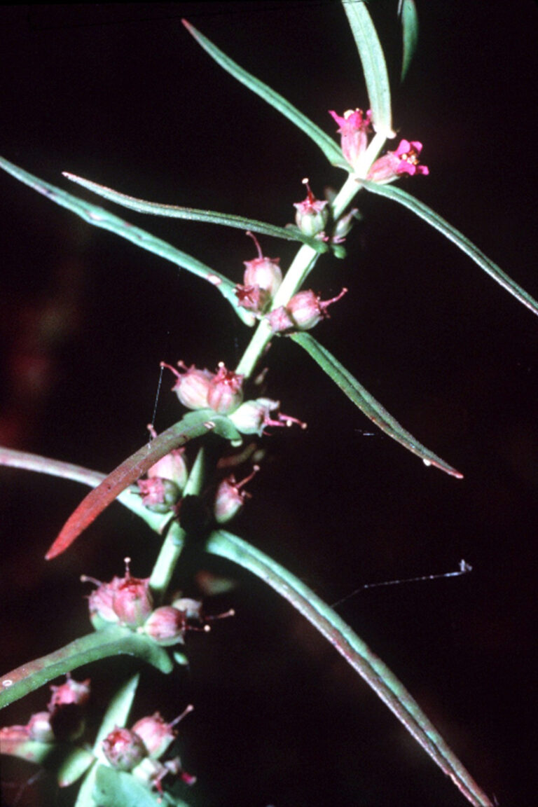Ammannia Coccinea (Ammannia coccinea) |commons:File:Ammannia coccinea NRCS-1.jpg