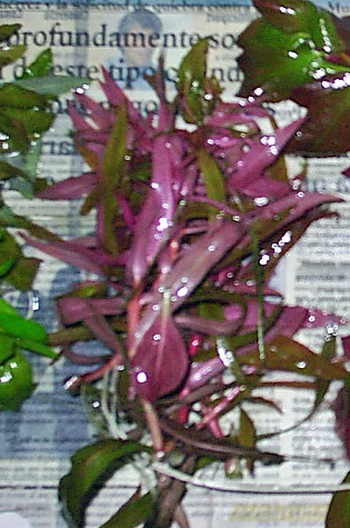 Ammannia Gracilis (Ammannia gracilis) |commons:File:Ammannia gracilis.jpg