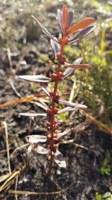 Ammannia Latifolia (Ammannia latifolia) |commons:File:Ammannia latifolia.jpg