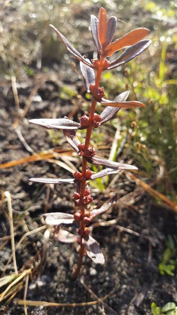 Ammannia Latifolia (Ammannia latifolia) |commons:File:Ammannia latifolia.jpg