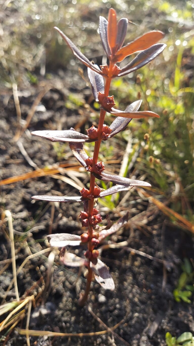 Ammannia Latifolia (Ammannia latifolia) |commons:File:Ammannia latifolia.jpg