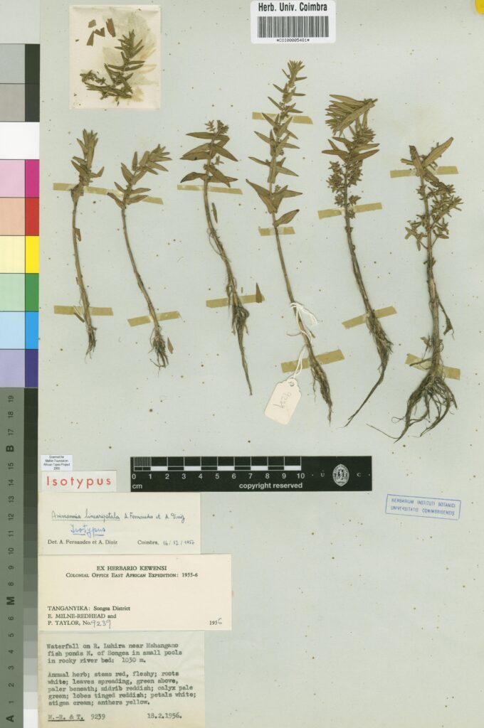 Ammannia Linearipetala (Ammannia linearipetala) |commons:File:COI00005481 - Ammannia linearipetala - Taylor, P. Milne-Redhead, Edgar - 9239.jpg