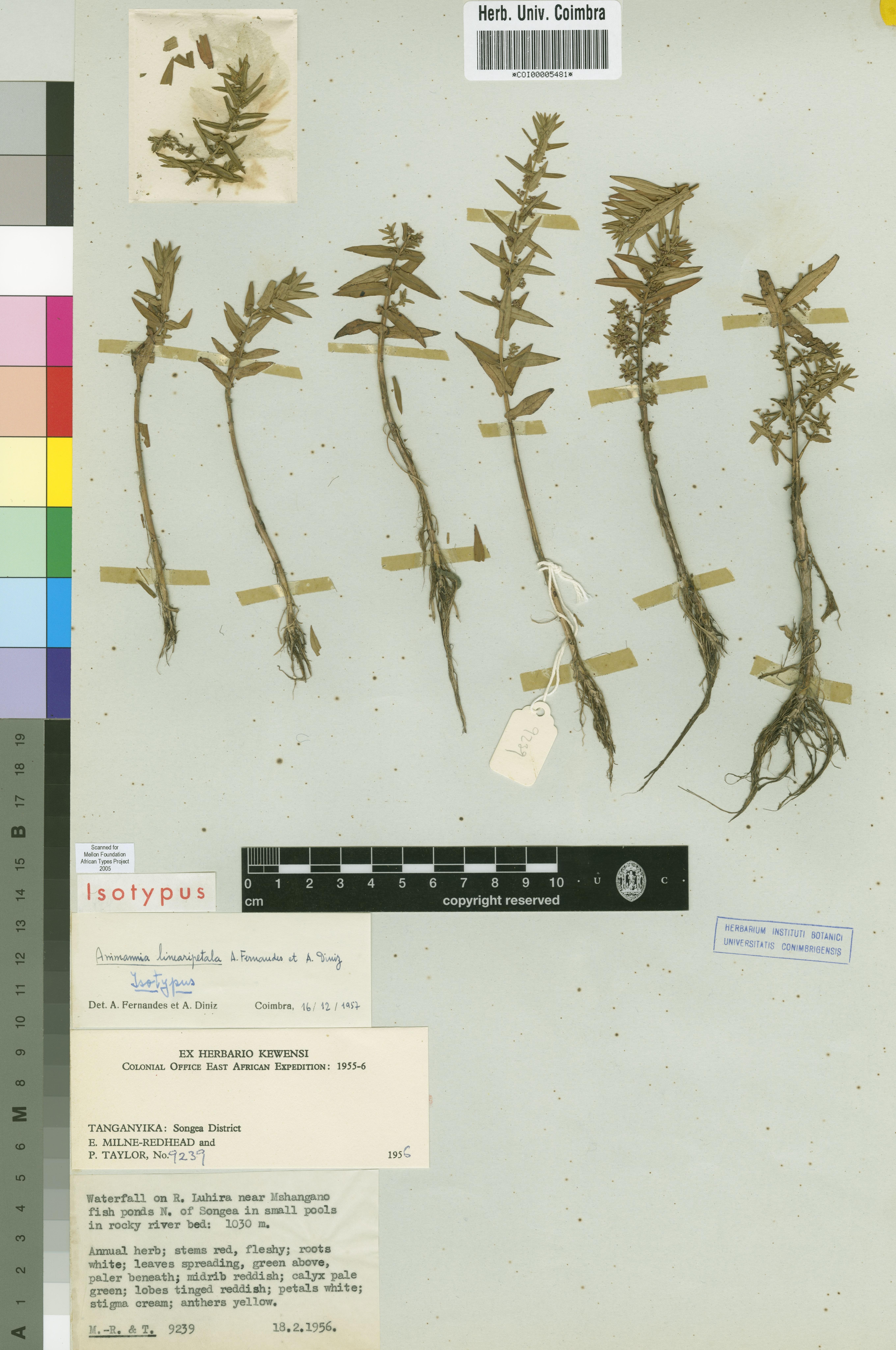 Ammannia Linearipetala (Ammannia linearipetala) |commons:File:COI00005481 - Ammannia linearipetala - Taylor, P. Milne-Redhead, Edgar - 9239.jpg