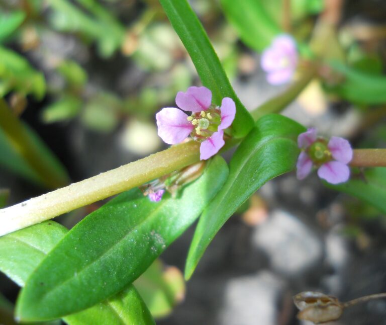 Ammannia Robusta (Ammannia robusta) |commons:File:Grand redstem (Ammannia robusta) (26236827096).jpg