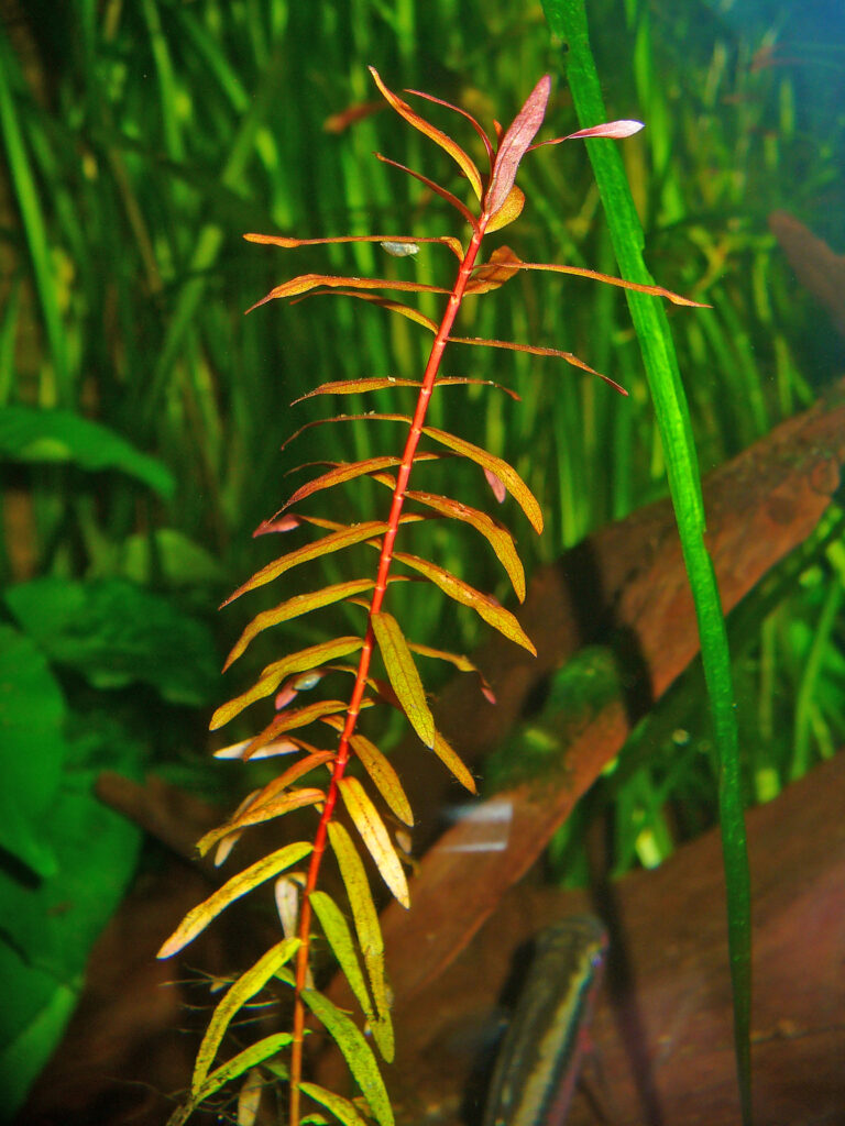 Ammannia Senegalensis (Ammannia senegalensis) |commons:File:Ammannia senegalensis 001.JPG