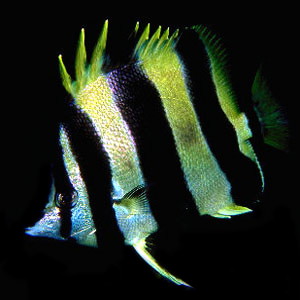 Amphichaetodon howensis (Amphichaetodon howensis) |commons:File:Amphichaetodon howensis.jpg