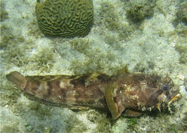 Amphichthys cryptocentrus (Amphichthys cryptocentrus) |commons:File:Amphichthys cryptocentrus.jpg