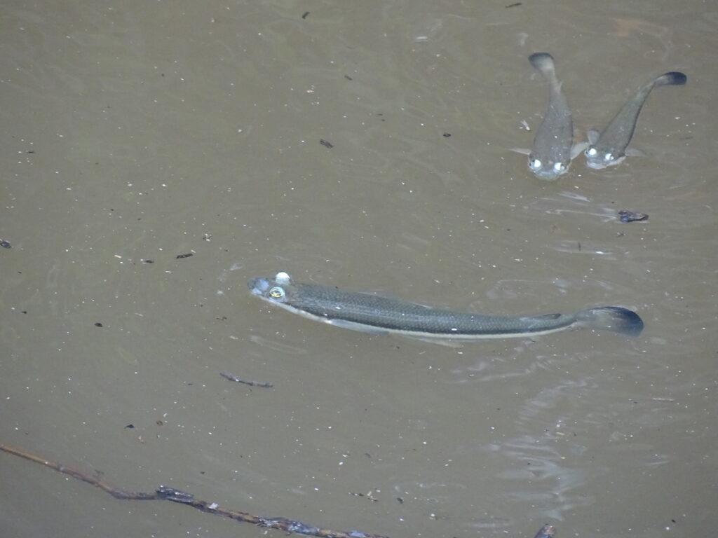 Anableps dowii (Anableps dowii) |commons:File:Anableps dowii alexiz.jpg