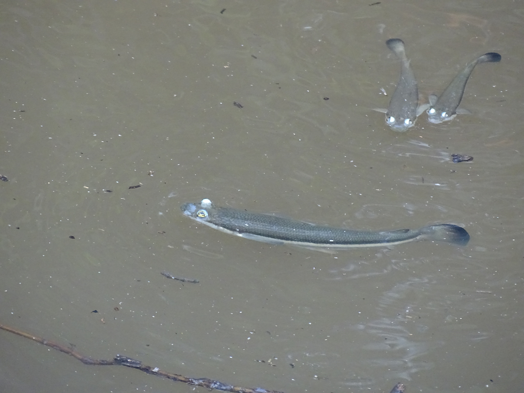 Anableps dowii (Anableps dowii) |commons:File:Anableps dowii alexiz.jpg