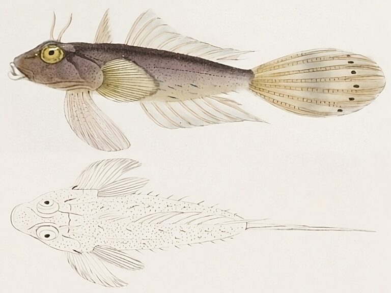 Anaora tentaculata (Anaora tentaculata) |commons:File:Anaora tentaculata.jpg