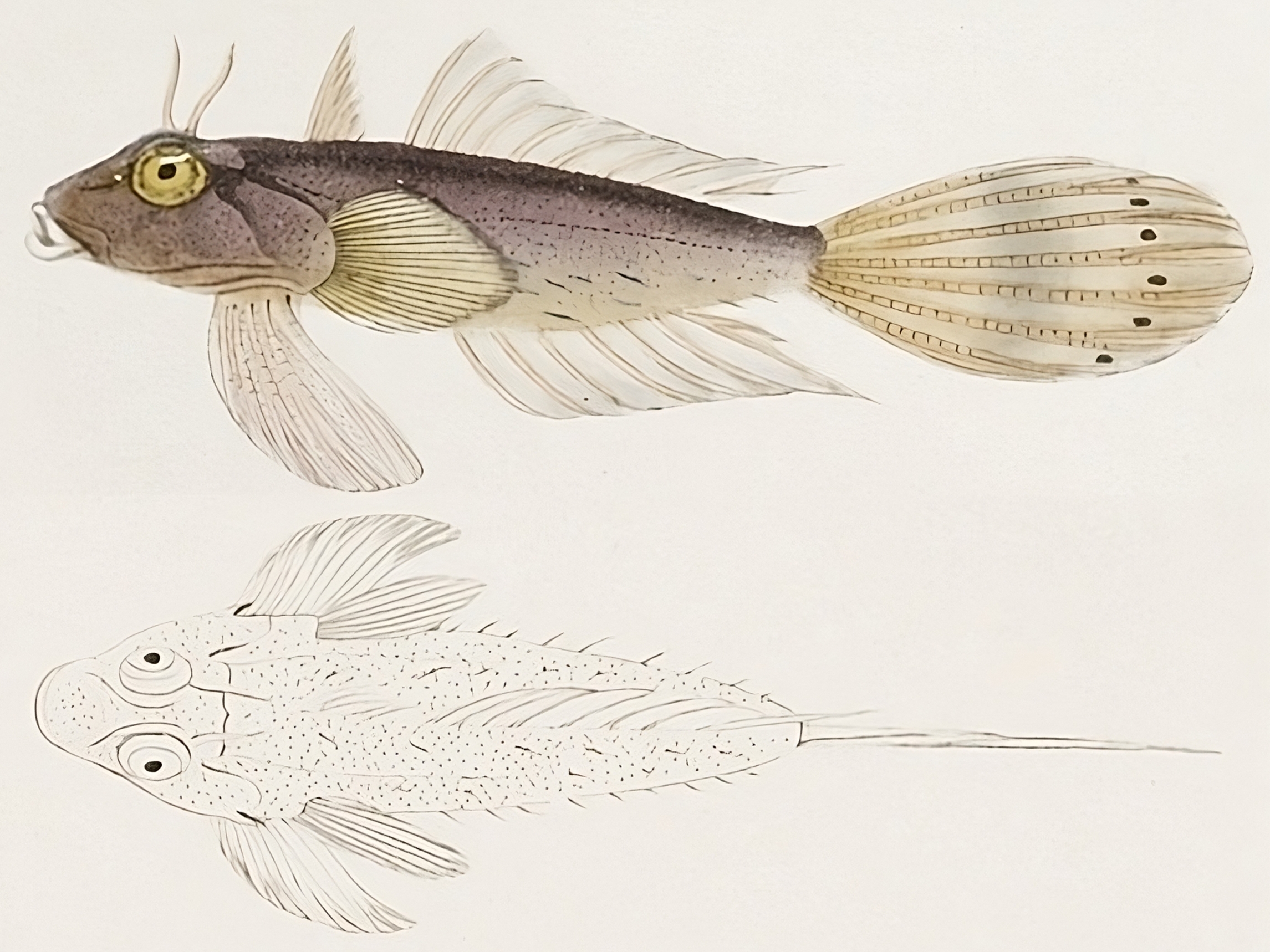 Anaora tentaculata (Anaora tentaculata) |commons:File:Anaora tentaculata.jpg