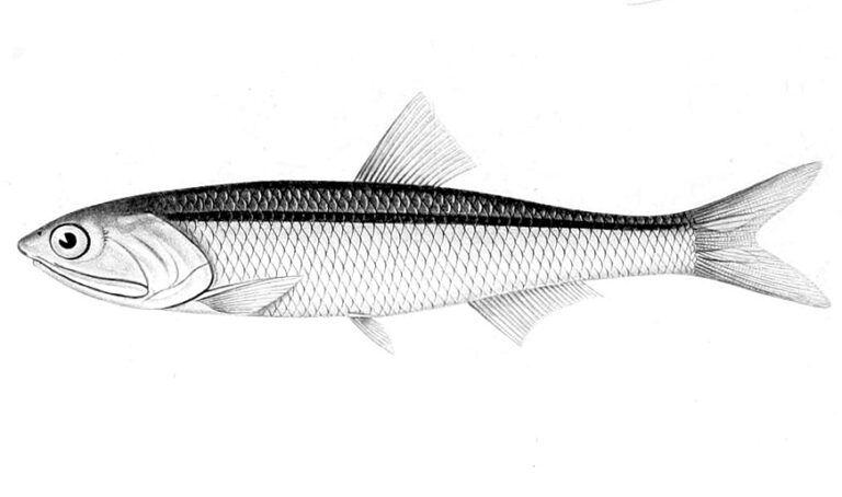 anchoveta (Engraulis ringens) |commons:File:Engraulis ringens.jpg