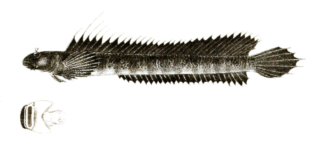 Andamia expansa (Andamia expansa) |commons:File:Andamia expansa Ford 71.jpg