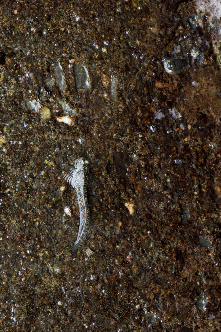Andamia tetradactylus (Andamia tetradactylus) |commons:File:Andamia tetradactylus (30152094963).jpg