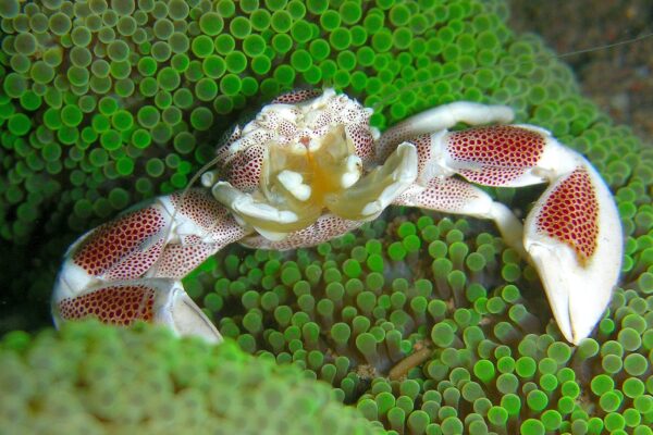 Anemone Crab Neopetrolisthes ohshimai