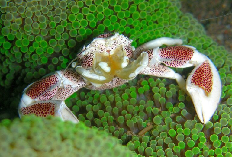 Anemone Crab Neopetrolisthes ohshimai
