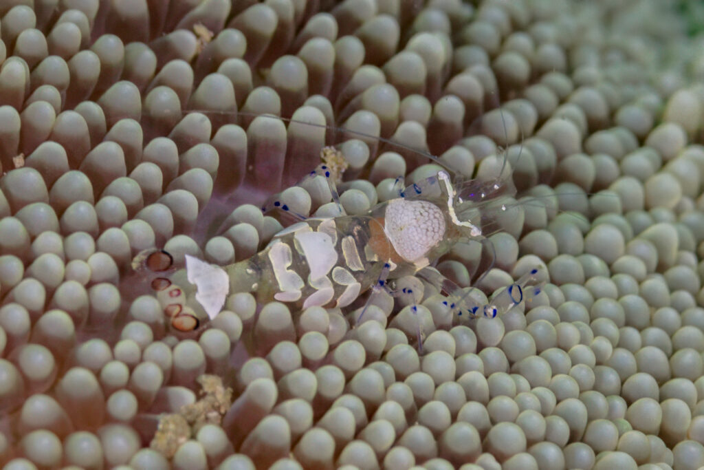 Anemone Shrimp Periclimenes brevicarpalis
