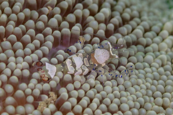 Anemone Shrimp Periclimenes brevicarpalis