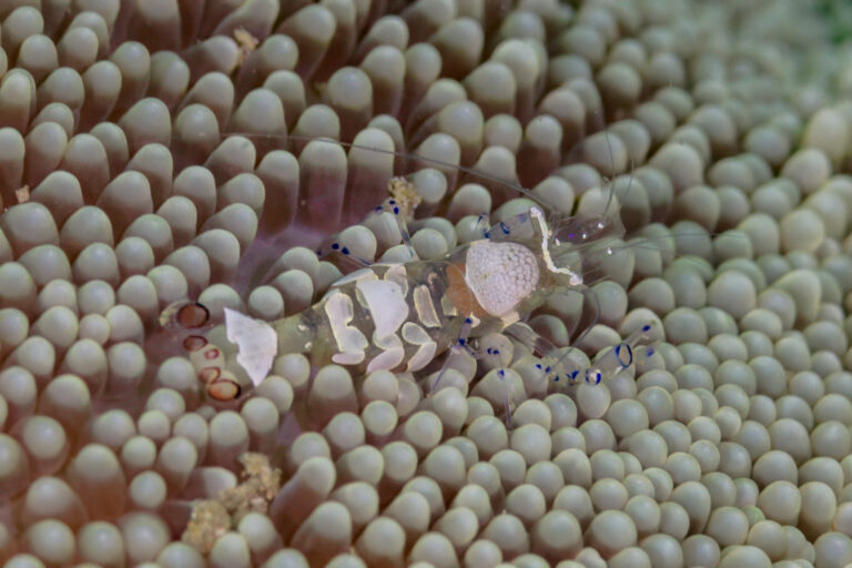 Anemone Shrimp Periclimenes brevicarpalis