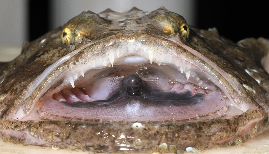 Angler (Lophius piscatorius) |commons:File:Campagne IBTS 2010 - Baudroie (Lophius piscatorius) (Ifremer 00569-68112).jpg
