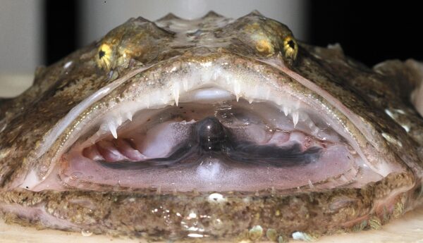 Angler (Lophius piscatorius) |commons:File:Campagne IBTS 2010 - Baudroie (Lophius piscatorius) (Ifremer 00569-68112).jpg