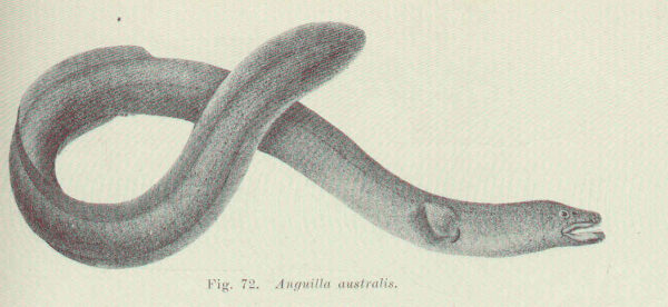 Anguilla australis (Anguilla australis) |commons:File:Anguilla australis.jpg
