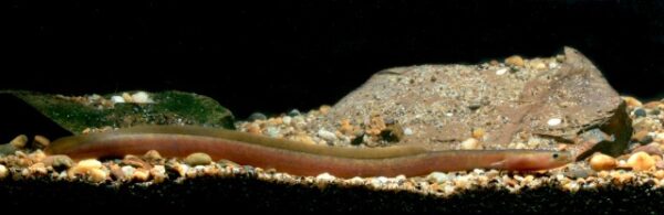 Anguilla bengalensis (Anguilla bengalensis) |commons:File:Anguilla bengalensis.jpg
