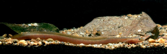 Anguilla bengalensis (Anguilla bengalensis) |commons:File:Anguilla bengalensis.jpg