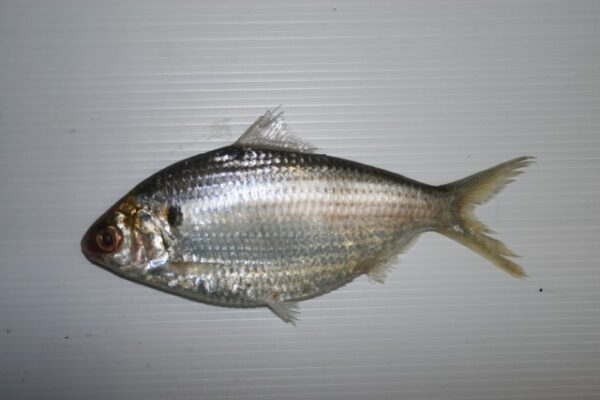 Anodontostoma chacunda (Anodontostoma chacunda) |commons:File:Anodontostoma chacunda(Hamilton, 1822).jpg