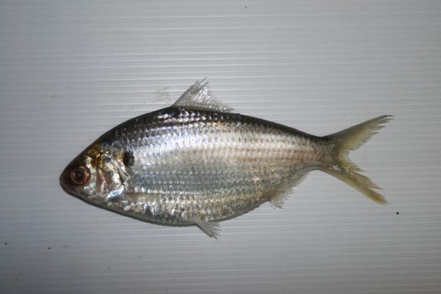 Anodontostoma chacunda (Anodontostoma chacunda) |commons:File:Anodontostoma chacunda(Hamilton, 1822).jpg