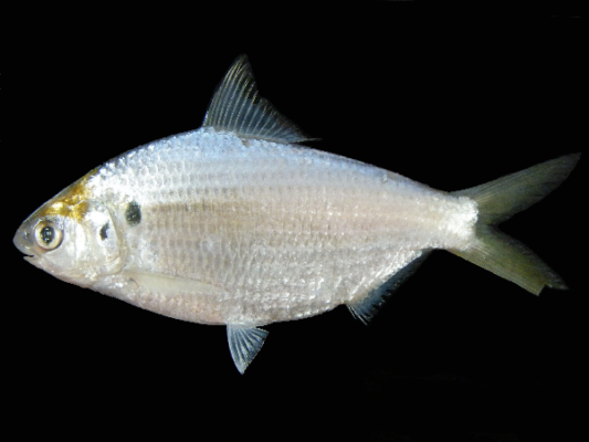 Anodontostoma thailandiae (Anodontostoma thailandiae) |commons:File:Anodontostoma chacunda Thailand.png