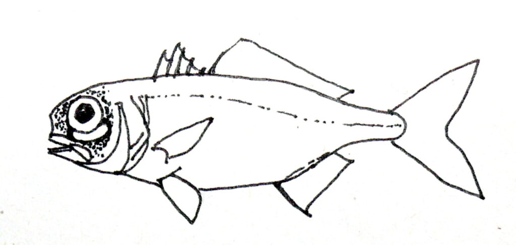 Anomalops katoptron (Anomalops katoptron) |commons:File:Anomalops katoptron.jpg