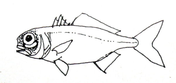 Anomalops katoptron (Anomalops katoptron) |commons:File:Anomalops katoptron.jpg