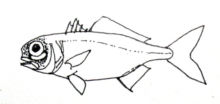 Anomalops katoptron (Anomalops katoptron) |commons:File:Anomalops katoptron.jpg