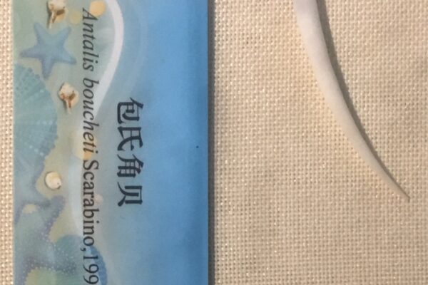 Antalis boucheti Antalis boucheti