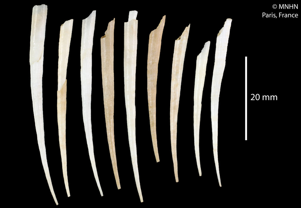 Antalis phanea Antalis phanea